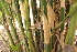  ( - DNAFR001459)  @11 [ ] Copyright (2016) Gujarat Biodiversity Gene Bank, GSBTM, DST, GoG Gujarat Biodiversity Gene Bank, GSBTM, DST, GoG