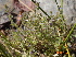  ( - DNAFR001124)  @11 [ ] Copyright (2015) Gujarat Biodiversity Gene Bank, GSBTM, DST, GoG Gujarat Biodiversity Gene Bank, GSBTM, DST, GoG
