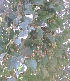  ( - DNAFR001138)  @11 [ ] Copyright (2015) Gujarat Biodiversity Gene Bank, GSBTM, DST, GoG Gujarat Biodiversity Gene Bank, GSBTM, DST, GoG