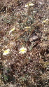  ( - DNAFR001210)  @11 [ ] Copyright (2015) Gujarat Biodiversity Gene Bank, GSBTM, DST, GoG Gujarat Biodiversity Gene Bank, GSBTM, DST, GoG