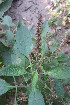  ( - DNAFR001352)  @11 [ ] Copyright (2015) Gujarat Biodiversity Gene Bank, GSBTM, DST, GoG Gujarat Biodiversity Gene Bank, GSBTM, DST, GoG