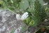  ( - DNAFR001194)  @11 [ ] Copyright (2015) Gujarat Biodiversity Gene Bank, GSBTM, DST, GoG Gujarat Biodiversity Gene Bank, GSBTM, DST, GoG