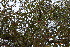  ( - DNAFR001164)  @11 [ ] Copyright (2015) Gujarat Biodiversity Gene Bank, GSBTM, DST, GoG Gujarat Biodiversity Gene Bank, GSBTM, DST, GoG