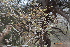  (Anogeissus - DNAFR001165)  @11 [ ] Copyright (2015) Gujarat Biodiversity Gene Bank, GSBTM, DST, GoG Gujarat Biodiversity Gene Bank, GSBTM, DST, GoG