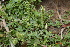  ( - DNAFR001166)  @11 [ ] Copyright (2015) Gujarat Biodiversity Gene Bank, GSBTM, DST, GoG Gujarat Biodiversity Gene Bank, GSBTM, DST, GoG