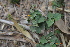  ( - DNAFR001168)  @11 [ ] Copyright (2015) Gujarat Biodiversity Gene Bank, GSBTM, DST, GoG Gujarat Biodiversity Gene Bank, GSBTM, DST, GoG