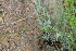 ( - DNAFR001169)  @11 [ ] Copyright (2015) Gujarat Biodiversity Gene Bank, GSBTM, DST, GoG Gujarat Biodiversity Gene Bank, GSBTM, DST, GoG