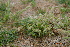  ( - DNAFR001170)  @11 [ ] Copyright (2015) Gujarat Biodiversity Gene Bank, GSBTM, DST, GoG Gujarat Biodiversity Gene Bank, GSBTM, DST, GoG