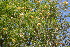  ( - DNAFR001174)  @11 [ ] Copyright (2015) Gujarat Biodiversity Gene Bank, GSBTM, DST, GoG Gujarat Biodiversity Gene Bank, GSBTM, DST, GoG
