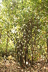  ( - DNAFR001490)  @11 [ ] Copyright (2016) Gujarat Biodiversity Gene Bank, GSBTM, DST, GoG Gujarat Biodiversity Gene Bank, GSBTM, DST, GoG