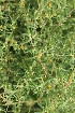  ( - DNAFR001397)  @11 [ ] Copyright (2016) Gujarat Biodiversity Gene Bank, GSBTM, DST, GoG Gujarat Biodiversity Gene Bank, GSBTM, DST, GoG