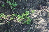  ( - DNAFR001515)  @11 [ ] Copyright (2016) Gujarat Biodiversity Gene Bank, GSBTM, DST, GoG Gujarat Biodiversity Gene Bank, GSBTM, DST, GoG