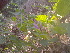  (Peristrophe - DNAFR001430)  @11 [ ] Copyright (2016) Gujarat Biodiversity Gene Bank, GSBTM, DST, GoG Gujarat Biodiversity Gene Bank, GSBTM, DST, GoG