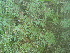  (Limnophila sessiliflora - DNAFR001431)  @11 [ ] Copyright (2016) Gujarat Biodiversity Gene Bank, GSBTM, DST, GoG Gujarat Biodiversity Gene Bank, GSBTM, DST, GoG