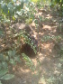  (Acacia leucophloea - DNAFR001432)  @11 [ ] Copyright (2016) Gujarat Biodiversity Gene Bank, GSBTM, DST, GoG Gujarat Biodiversity Gene Bank, GSBTM, DST, GoG