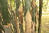 ( - DNAFR001461)  @11 [ ] Copyright (2016) Gujarat Biodiversity Gene Bank, GSBTM, DST, GoG Gujarat Biodiversity Gene Bank, GSBTM, DST, GoG