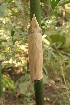  ( - DNAFR001466)  @11 [ ] Copyright (2016) Gujarat Biodiversity Gene Bank, GSBTM, DST, GoG Gujarat Biodiversity Gene Bank, GSBTM, DST, GoG