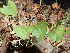  (Beaumontia jerdoniana - DNAFR001555)  @11 [ ] Copyright (2016) Gujarat Biodiversity Gene Bank, GSBTM, DST, GoG Gujarat Biodiversity Gene Bank, GSBTM, DST, GoG