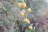  ( - DNAFR001558)  @11 [ ] Copyright (2016) Gujarat Biodiversity Gene Bank, GSBTM, DST, GoG Gujarat Biodiversity Gene Bank, GSBTM, DST, GoG
