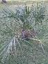  (Hyphaene - DNAFR001412)  @11 [ ] Copyright (2016) Gujarat Biodiversity Gene Bank, GSBTM, DST, GoG Gujarat Biodiversity Gene Bank, GSBTM, DST, GoG
