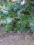  (Livistona - DNAFR001413)  @11 [ ] Copyright (2016) Gujarat Biodiversity Gene Bank, GSBTM, DST, GoG Gujarat Biodiversity Gene Bank, GSBTM, DST, GoG