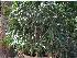  (Latania - DNAFR001422)  @11 [ ] Copyright (2016) Gujarat Biodiversity Gene Bank, GSBTM, DST, GoG Gujarat Biodiversity Gene Bank, GSBTM, DST, GoG