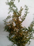  (Artemisia annua - DNAFR001477)  @11 [ ] Copyright (2016) Gujarat Biodiversity Gene Bank, GSBTM, DST, GoG Gujarat Biodiversity Gene Bank, GSBTM, DST, GoG