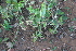  (Euphorbia dracunculoides - DNAFR001478)  @11 [ ] Copyright (2016) Gujarat Biodiversity Gene Bank, GSBTM, DST, GoG Gujarat Biodiversity Gene Bank, GSBTM, DST, GoG