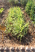  (Cymbopogon winterianus - DNAFR001479)  @11 [ ] Copyright (2016) Gujarat Biodiversity Gene Bank, GSBTM, DST, GoG Gujarat Biodiversity Gene Bank, GSBTM, DST, GoG