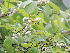  ( - DNAFR001687)  @11 [ ] Copyright (2016) Gujarat Biodiversity Gene Bank, GSBTM, DST, GoG Gujarat Biodiversity Gene Bank