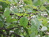  (Flueggea leucopyrus - DNAFR001687)  @11 [ ] Copyright (2016) Gujarat Biodiversity Gene Bank, GSBTM, DST, GoG Gujarat Biodiversity Gene Bank
