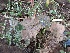  (Haplanthus - DNAFR001690)  @11 [ ] Copyright (2016) Gujarat Biodiversity Gene Bank, GSBTM, DST, GoG Gujarat Biodiversity Gene Bank