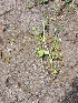  (Linderniaceae - DNAFR001693)  @11 [ ] Copyright (2016) Gujarat Biodiversity Gene Bank, GSBTM, DST, GoG Gujarat Biodiversity Gene Bank