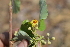  ( - DNAFR001710)  @11 [ ] Copyright (2016) Gujarat Biodiversity Gene Bank, GSBTM, DST, GoG Gujarat Biodiversity Gene Bank, GSBTM, DST, GoG