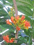  ( - DNAFR001711)  @11 [ ] Copyright (2016) Gujarat Biodiversity Gene Bank, GSBTM, DST, GoG Gujarat Biodiversity Gene Bank, GSBTM, DST, GoG