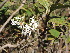  (Pavetta crassicaulis - DNAFR001712)  @11 [ ] Copyright (2016) Gujarat Biodiversity Gene Bank, GSBTM, DST, GoG Gujarat Biodiversity Gene Bank, GSBTM, DST, GoG