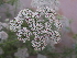  (Pimpinella lateriflora - DNAFR001714)  @11 [ ] Copyright (2016) Gujarat Biodiversity Gene Bank, GSBTM, DST, GoG Gujarat Biodiversity Gene Bank, GSBTM, DST, GoG