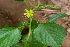  (Corchorus olitorius - DNAFR001717)  @11 [ ] Copyright (2016) Gujarat Biodiversity Gene Bank, GSBTM, DST, GoG Gujarat Biodiversity Gene Bank, GSBTM, DST, GoG