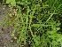 (Uraria - DNAFR001726)  @11 [ ] Copyright (2016) Gujarat Biodiversity Gene Bank, GSBTM, DST, GoG Gujarat Biodiversity Gene Bank, GSBTM, DST, GoG
