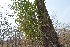  ( - DNAFR001622)  @11 [ ] Copyright (2016) Gujarat Biodiversity Gene Bank Gujarat Biodiversity Gene Bank