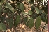  ( - DNAFR001627)  @11 [ ] Copyright (2016) Gujarat Biodiversity Gene Bank Gujarat Biodiversity Gene Bank