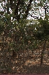  ( - DNAFR001627)  @11 [ ] Copyright (2016) Gujarat Biodiversity Gene Bank Gujarat Biodiversity Gene Bank