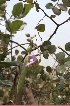  ( - DNAFR001628)  @11 [ ] Copyright (2016) Gujarat Biodiversity Gene Bank Gujarat Biodiversity Gene Bank