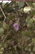  ( - DNAFR001628)  @11 [ ] Copyright (2016) Gujarat Biodiversity Gene Bank Gujarat Biodiversity Gene Bank