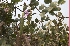  ( - DNAFR001628)  @11 [ ] Copyright (2016) Gujarat Biodiversity Gene Bank Gujarat Biodiversity Gene Bank
