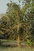 ( - DNAFR001646)  @11 [ ] Copyright (2016) Gujarat Biodiversity Gene Bank, GSBTM, DST, GoG Gujarat Biodiversity Gene Bank