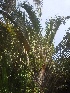  ( - DNAFR001647)  @11 [ ] Copyright (2016) Gujarat Biodiversity Gene Bank, GSBTM, DST, GoG Gujarat Biodiversity Gene Bank