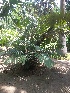  ( - DNAFR001656)  @11 [ ] Copyright (2016) Gujarat Biodiversity Gene Bank, GSBTM, DST, GoG Gujarat Biodiversity Gene Bank