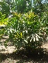  (Licuala - DNAFR001657)  @11 [ ] Copyright (2016) Gujarat Biodiversity Gene Bank, GSBTM, DST, GoG Gujarat Biodiversity Gene Bank