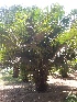  ( - DNAFR001658)  @11 [ ] Copyright (2016) Gujarat Biodiversity Gene Bank, GSBTM, DST, GoG Gujarat Biodiversity Gene Bank